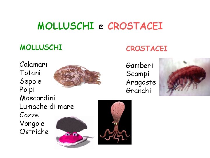 MOLLUSCHI e CROSTACEI MOLLUSCHI CROSTACEI Calamari Totani Seppie Polpi Moscardini Lumache di mare Cozze