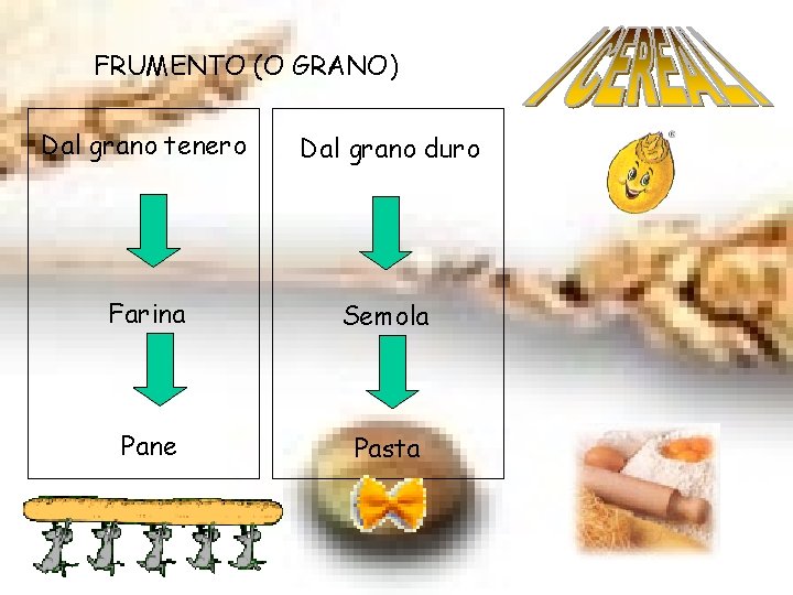 FRUMENTO (O GRANO) Dal grano tenero Dal grano duro Farina Semola Pane Pasta 