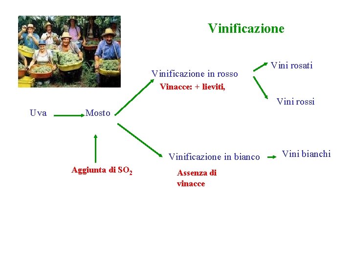 Vinificazione in rosso Vini rosati Vinacce: + lieviti, Vini rossi Uva Mosto Vinificazione in