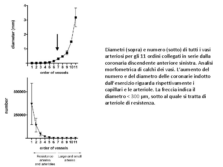 Diametri (sopra) e numero (sotto) di tutti i vasi arteriosi per gli 11 ordini