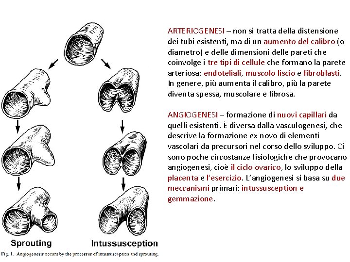 ARTERIOGENESI – non si tratta della distensione dei tubi esistenti, ma di un aumento