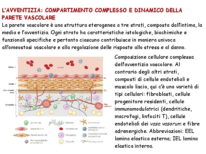 L’AVVENTIZIA: COMPARTIMENTO COMPLESSO E DINAMICO DELLA PARETE VASCOLARE La parete vascolare è una struttura