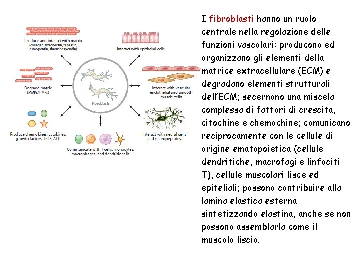 I fibroblasti hanno un ruolo centrale nella regolazione delle funzioni vascolari: producono ed organizzano