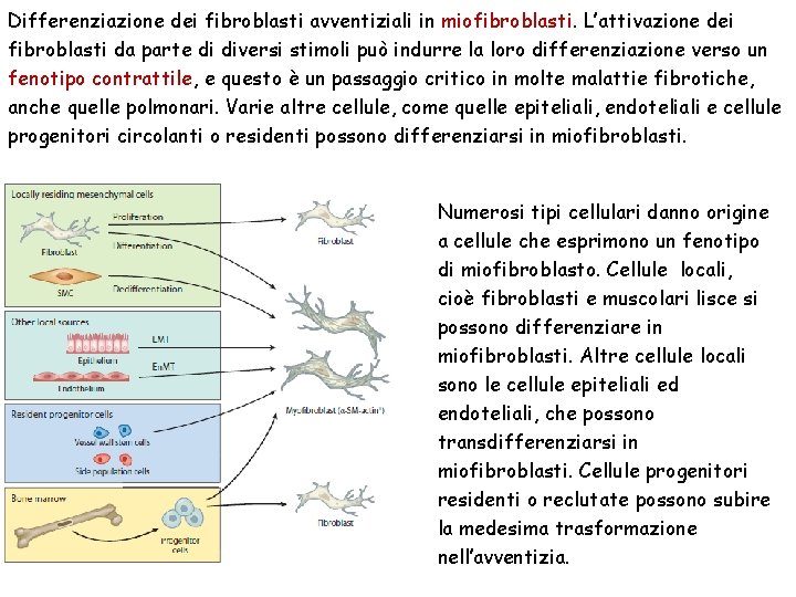 Differenziazione dei fibroblasti avventiziali in miofibroblasti. L’attivazione dei fibroblasti da parte di diversi stimoli