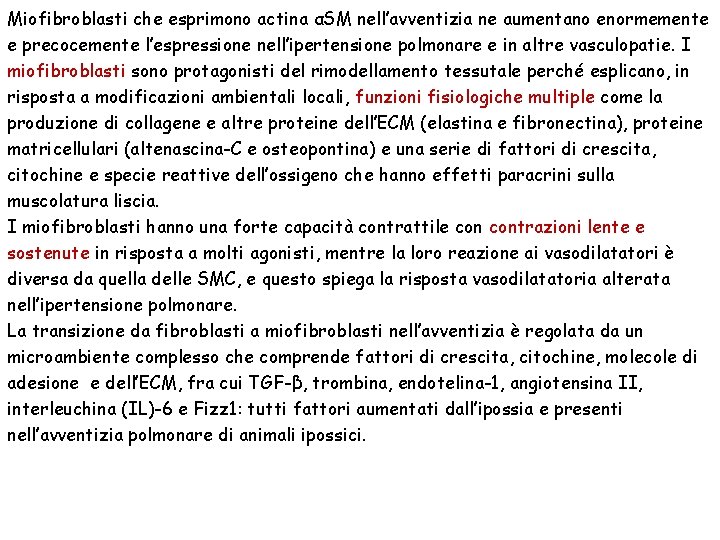 Miofibroblasti che esprimono actina αSM nell’avventizia ne aumentano enormemente e precocemente l’espressione nell’ipertensione polmonare