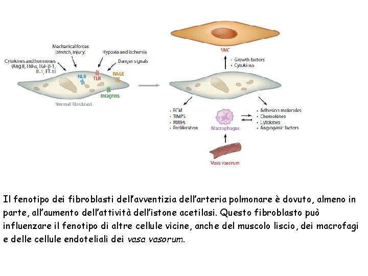 Il fenotipo dei fibroblasti dell’avventizia dell’arteria polmonare è dovuto, almeno in parte, all’aumento dell’attività