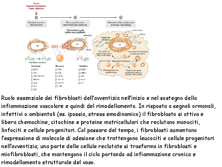 Ruolo essenziale dei fibroblasti dell’avventizia nell’inizio e nel sostegno della infiammazione vascolare e quindi