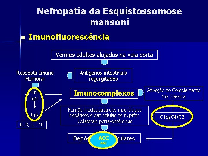 Nefropatia da Esquistossomose mansoni n Imunofluorescência Vermes adultos alojados na veia porta Resposta Imune Nefropatia da Esquistossomose mansoni n Imunofluorescência Vermes adultos alojados na veia porta Resposta Imune