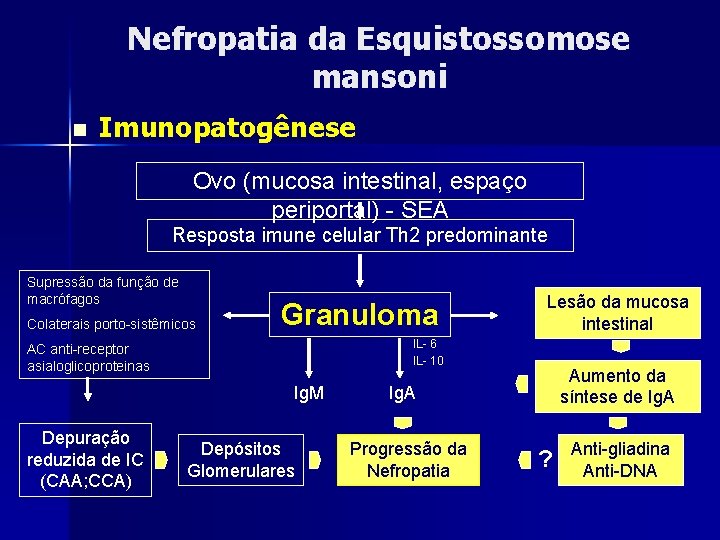 Nefropatia da Esquistossomose mansoni n Imunopatogênese Ovo (mucosa intestinal, espaço periportal) - SEA Resposta Nefropatia da Esquistossomose mansoni n Imunopatogênese Ovo (mucosa intestinal, espaço periportal) - SEA Resposta