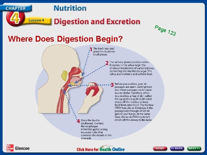 Pag Where Does Digestion Begin? e 12 3 