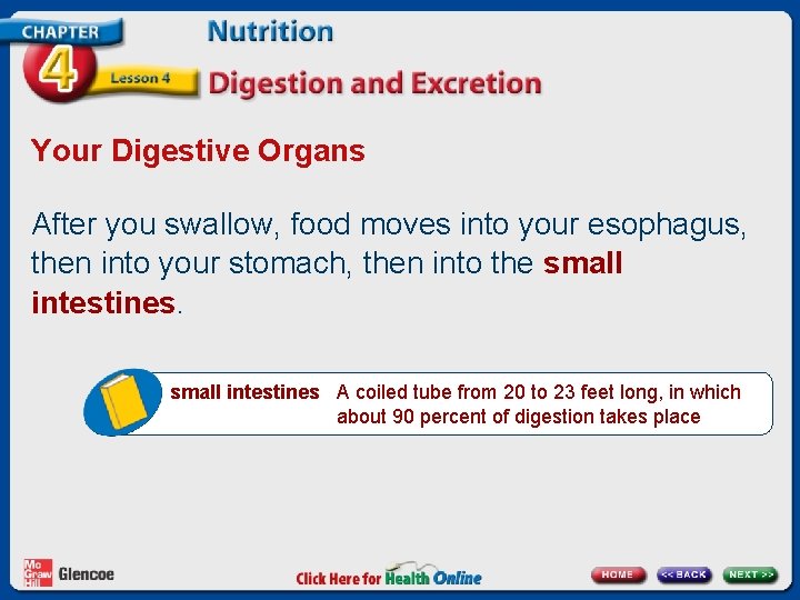 Your Digestive Organs After you swallow, food moves into your esophagus, then into your