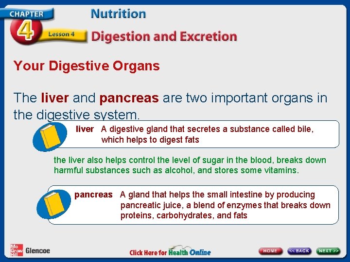 Your Digestive Organs The liver and pancreas are two important organs in the digestive