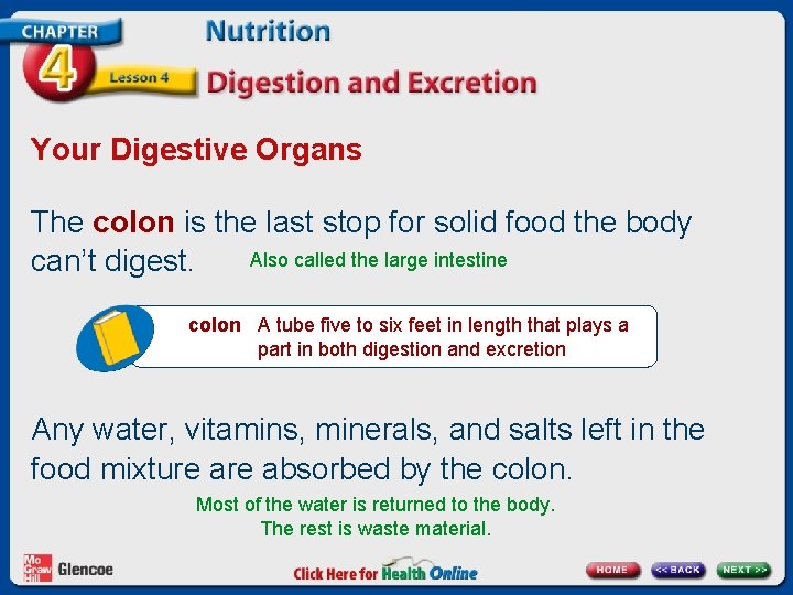 Your Digestive Organs The colon is the last stop for solid food the body