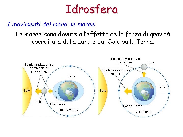 Idrosfera I movimenti del mare: le maree Le maree sono dovute all’effetto della forza