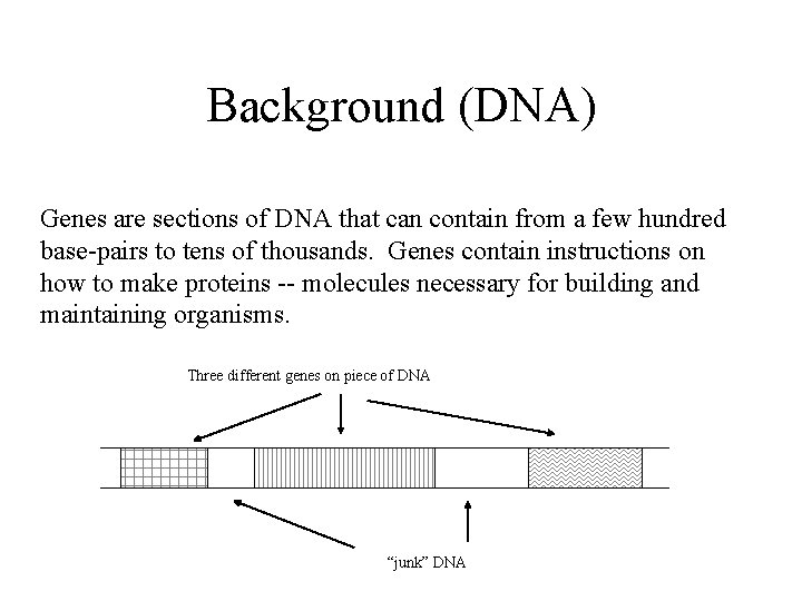 Background (DNA) Genes are sections of DNA that can contain from a few hundred