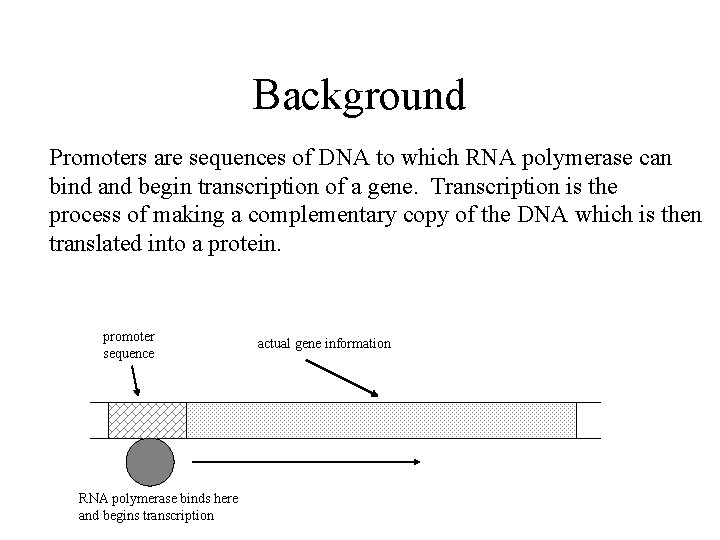 Background Promoters are sequences of DNA to which RNA polymerase can bind and begin