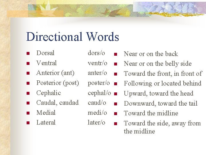 Directional Words n n n n Dorsal Ventral Anterior (ant) Posterior (post) Cephalic Caudal, Directional Words n n n n Dorsal Ventral Anterior (ant) Posterior (post) Cephalic Caudal,