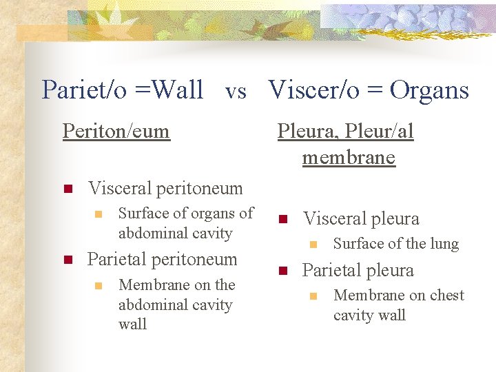 Pariet/o =Wall vs Viscer/o = Organs Periton/eum n Visceral peritoneum n n Pleura, Pleur/al Pariet/o =Wall vs Viscer/o = Organs Periton/eum n Visceral peritoneum n n Pleura, Pleur/al