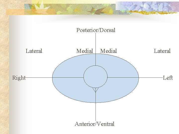 Posterior/Dorsal Lateral Medial Right Lateral Left Anterior/Ventral 