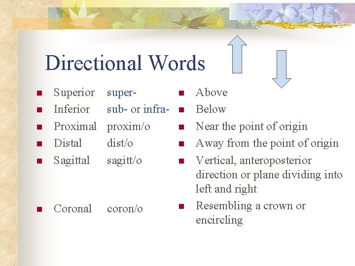 Directional Words supersub- or infraproxim/o dist/o sagitt/o n n Superior Inferior Proximal Distal Sagittal