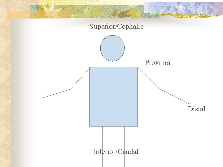 Superior/Cephalic Proximal Distal Inferior/Caudal Superior/Cephalic Proximal Distal Inferior/Caudal