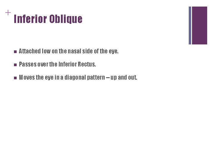 + Inferior Oblique n Attached low on the nasal side of the eye. n + Inferior Oblique n Attached low on the nasal side of the eye. n