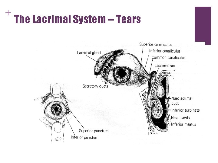 + The Lacrimal System -- Tears + The Lacrimal System -- Tears
