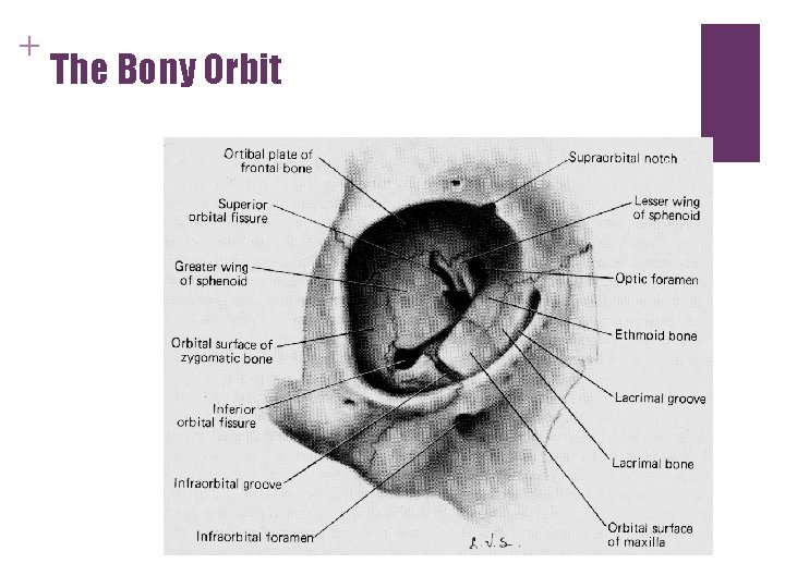 + The Bony Orbit + The Bony Orbit