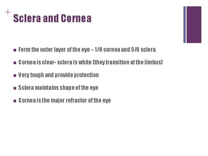 + Sclera and Cornea n Form the outer layer of the eye – 1/6 + Sclera and Cornea n Form the outer layer of the eye – 1/6