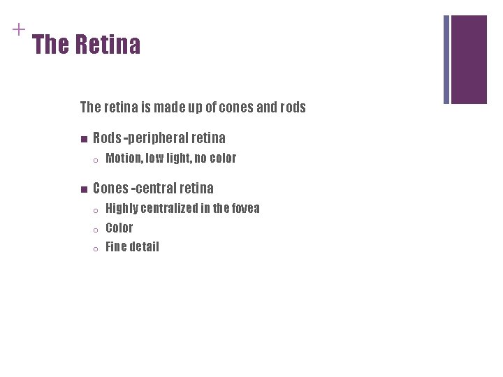 + The Retina The retina is made up of cones and rods n Rods + The Retina The retina is made up of cones and rods n Rods