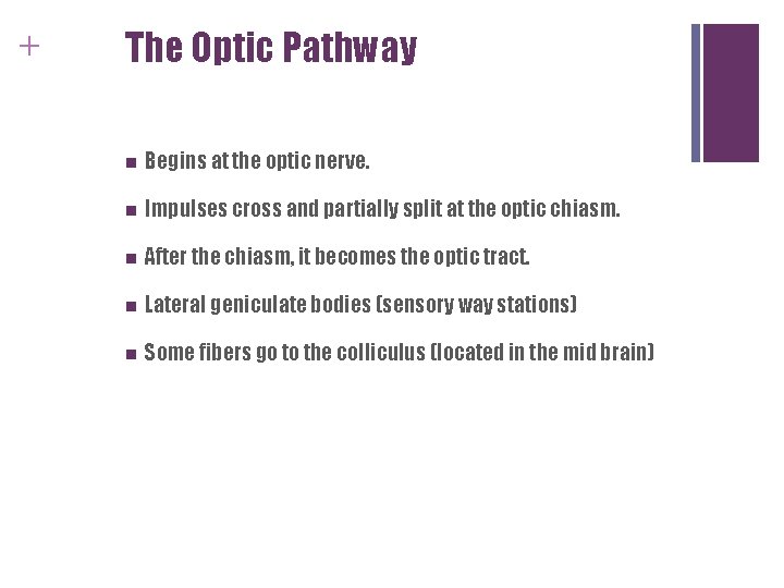 + The Optic Pathway n Begins at the optic nerve. n Impulses cross and + The Optic Pathway n Begins at the optic nerve. n Impulses cross and