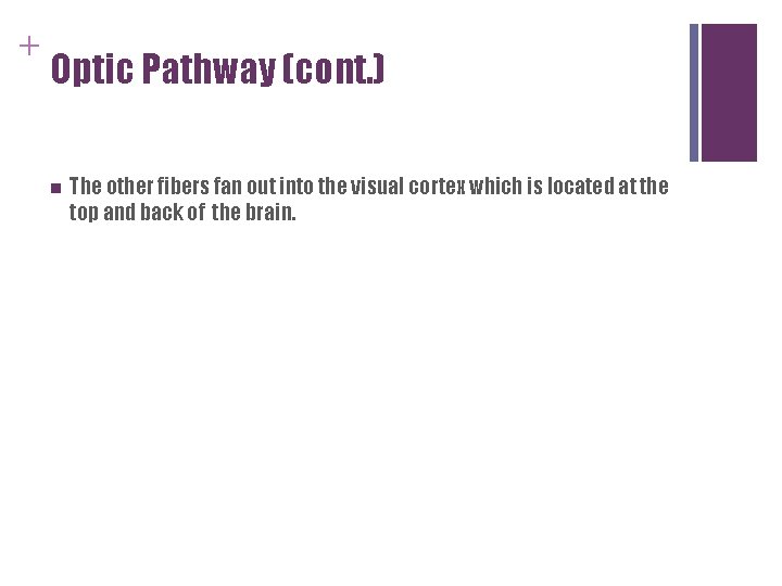 + Optic Pathway (cont. ) n The other fibers fan out into the visual + Optic Pathway (cont. ) n The other fibers fan out into the visual