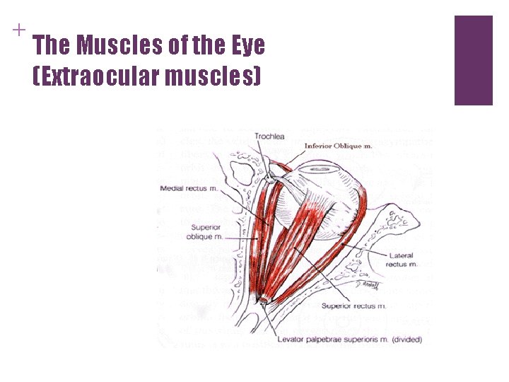 + The Muscles of the Eye (Extraocular muscles) + The Muscles of the Eye (Extraocular muscles)