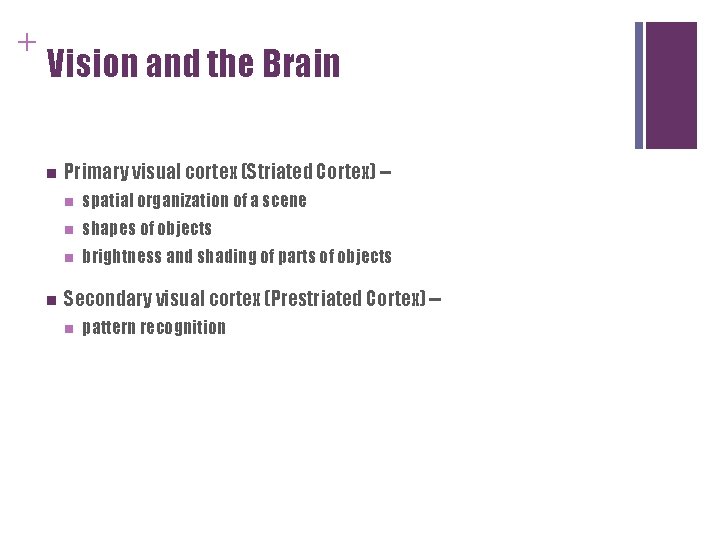 + Vision and the Brain n n Primary visual cortex (Striated Cortex) -n spatial + Vision and the Brain n n Primary visual cortex (Striated Cortex) -n spatial