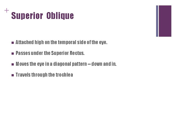 + Superior Oblique n Attached high on the temporal side of the eye. n + Superior Oblique n Attached high on the temporal side of the eye. n