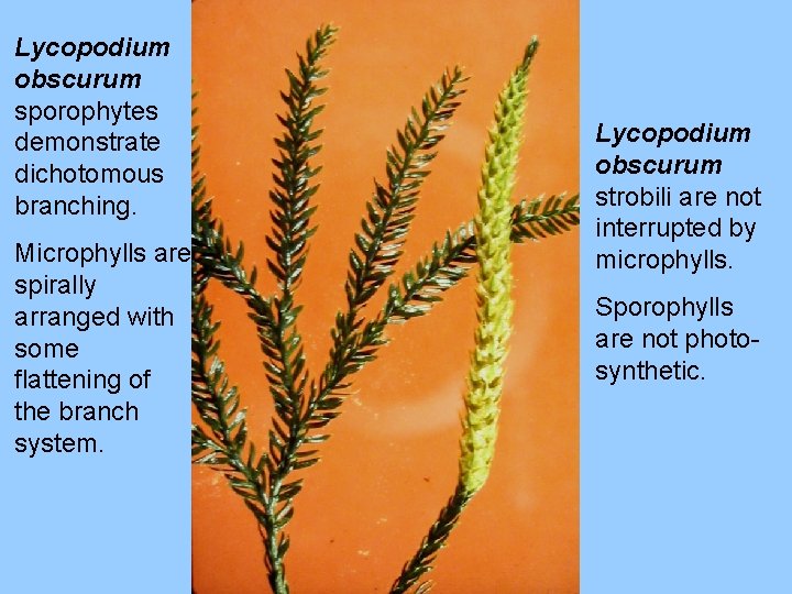 Lycopodium obscurum sporophytes demonstrate dichotomous branching. Microphylls are spirally arranged with some flattening of