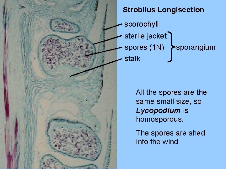 Strobilus Longisection sporophyll sterile jacket spores (1 N) stalk sporangium All the spores are