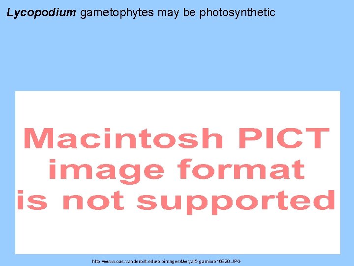 Lycopodium gametophytes may be photosynthetic http: //www. cas. vanderbilt. edu/bioimages/l/wlyal 5 -gamicro 16920. JPG