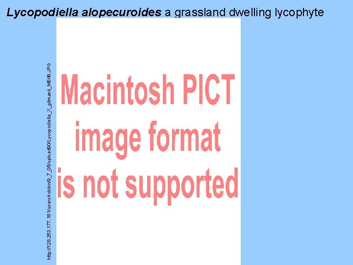 http: //128. 253. 177. 181/users/robbin/9_7_05/upload 90/Lycopodiella_X_gilmanii_ME 48. JPG Lycopodiella alopecuroides a grassland dwelling lycophyte