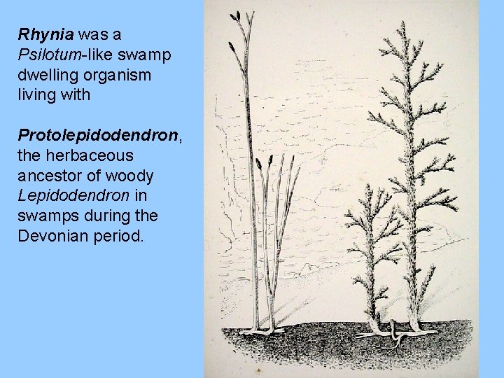 Rhynia was a Psilotum-like swamp dwelling organism living with Protolepidodendron, the herbaceous ancestor of