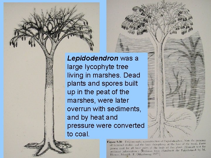 Lepidodendron was a large lycophyte tree living in marshes. Dead plants and spores built