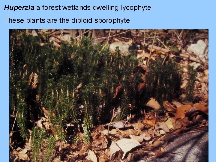 Huperzia a forest wetlands dwelling lycophyte These plants are the diploid sporophyte 