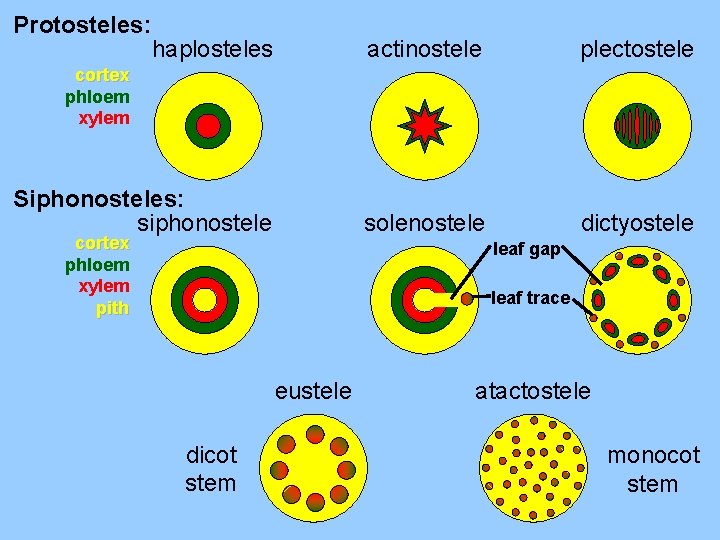 Protosteles: haplosteles actinostele plectostele Siphonosteles: siphonostele solenostele dictyostele cortex phloem xylem pith leaf gap