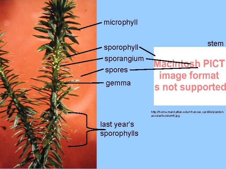 microphyll sporangium spores stem gemma http: //home. manhattan. edu/~frances. cardillo/plants/v ascular/lucidum 6. jpg last