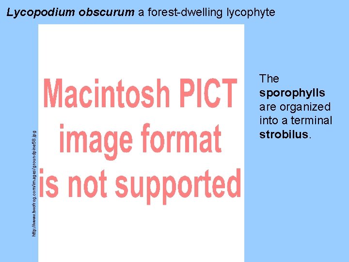 http: //www. twofrog. com/images/groundpine 58. jpg Lycopodium obscurum a forest-dwelling lycophyte The sporophylls are