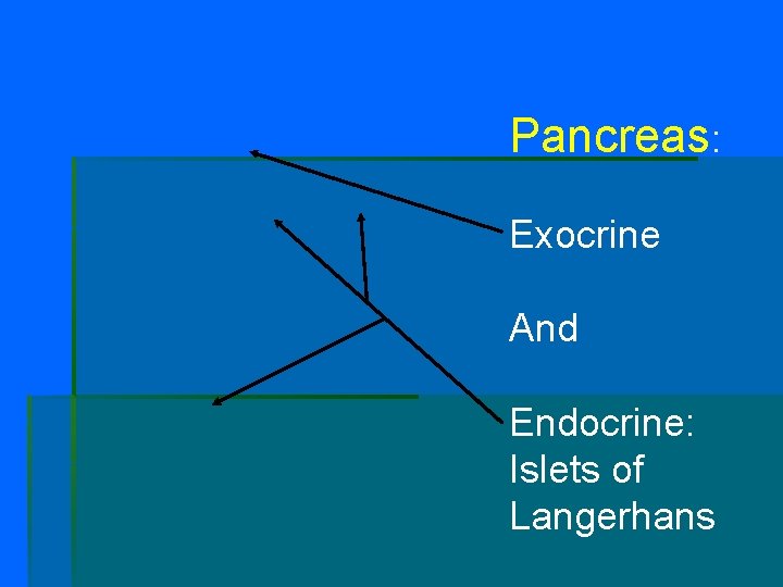 Pancreas: Exocrine And Endocrine: Islets of Langerhans 