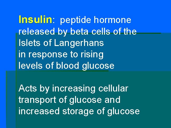 Insulin: peptide hormone released by beta cells of the Islets of Langerhans in response