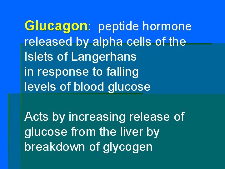 Glucagon: peptide hormone released by alpha cells of the Islets of Langerhans in response