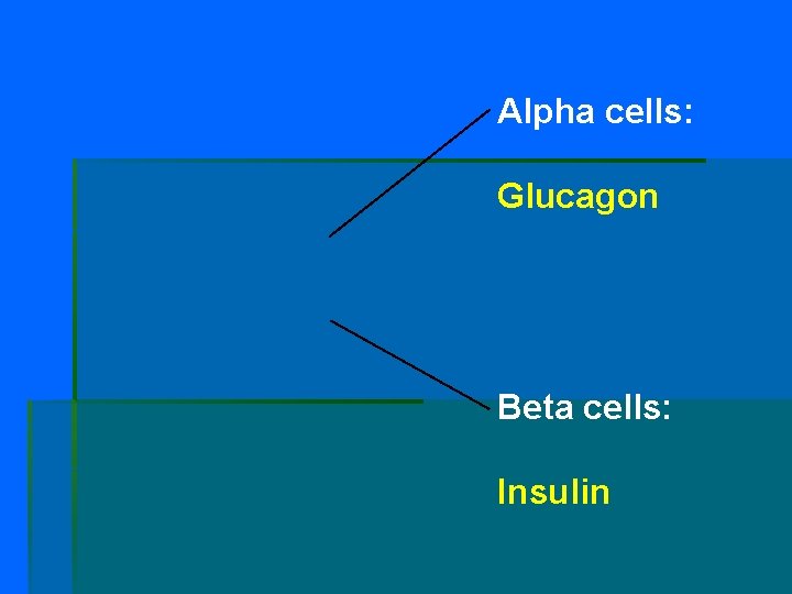 Alpha cells: Glucagon Beta cells: Insulin 