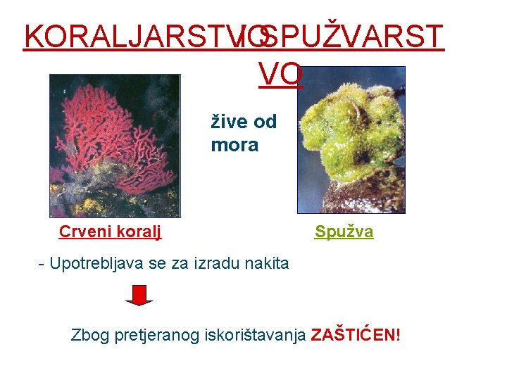 KORALJARSTVO I SPUŽVARST VO žive od mora Crveni koralj Spužva - Upotrebljava se za